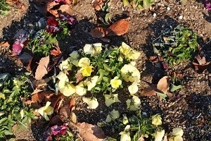 花が植わっている庭の写真