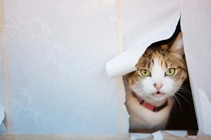 破れた障子から顔をのぞかせる猫の写真