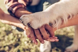 人間と犬の手を重ねている写真