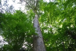 剪定 伐採など 大きくなりすぎた庭木の対処法をご紹介します Eparkくらしのレスキュー 剪定 伐採など 大きくなりすぎた庭木の対処法をご紹介します Eparkくらしのレスキュー