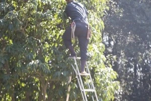 木を剪定している事業者の写真