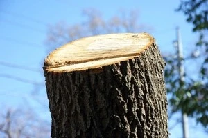 剪定 伐採など 大きくなりすぎた庭木の対処法をご紹介します Eparkくらしのレスキュー 剪定 伐採など 大きくなりすぎた庭木の対処法をご紹介します Eparkくらしのレスキュー