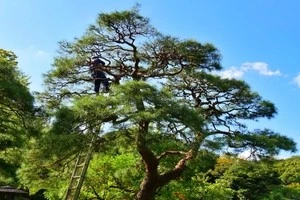 剪定 伐採など 大きくなりすぎた庭木の対処法をご紹介します Eparkくらしのレスキュー 剪定 伐採など 大きくなりすぎた庭木の対処法をご紹介します Eparkくらしのレスキュー
