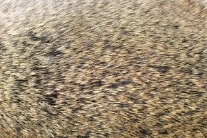 ラビットファーとは?うさぎの毛皮の特徴や買取相場などを紹介します ラビットファーとは?うさぎの毛皮の特徴や買取相場などを紹介します