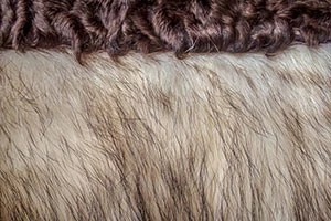 セーブルの毛皮に関する情報を紹介します| EPARKくらしのレスキュー セーブルの毛皮に関する情報を紹介します| EPARKくらしのレスキュー