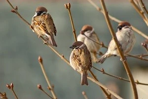 スズメの被害を防ぐために 雀の生態を理解しよう 繁殖時期や被害が起こる原因なども解説 Eparkくらしのレスキュー スズメの被害を防ぐために 雀の生態を理解しよう 繁殖時期や被害が起こる原因なども解説 Eparkくらしのレスキュー