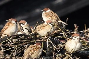 スズメの被害を防ぐために 雀の生態を理解しよう 繁殖時期や被害が起こる原因なども解説 Eparkくらしのレスキュー スズメの被害を防ぐために 雀の生態を理解しよう 繁殖時期や被害が起こる原因なども解説 Eparkくらしのレスキュー