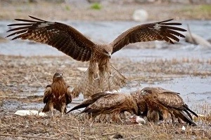 トンビの生態や危険性 被害を起こす原因などを詳しく解説 Eparkくらしのレスキュー トンビの生態や危険性 被害を起こす原因などを詳しく解説 Eparkくらしのレスキュー