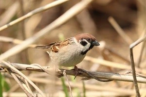 スズメの被害にお困りの方へ 雀の巣対策や追い払う方法などを解説 Eparkくらしのレスキュー スズメの被害にお困りの方へ 雀の巣対策や追い払う方法などを解説 Eparkくらしのレスキュー