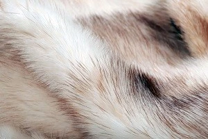 ミンク毛皮の写真