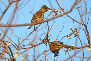 枝にとまるカワラヒワの写真