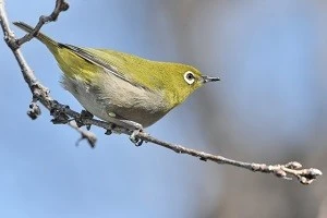 メジロとはどんな鳥 その特徴を解説します Eparkくらしのレスキュー メジロとはどんな鳥 その特徴を解説します Eparkくらしのレスキュー
