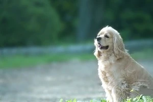 草の地面の上に座る犬の写真