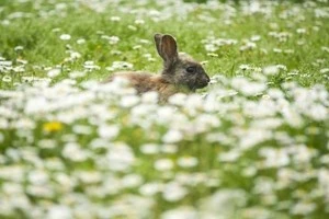 草むらに座るウサギの写真