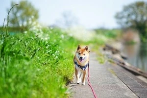散歩する犬の写真