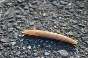 道路を這っているナメクジの写真