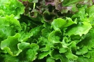 ナメクジが好む野菜の写真
