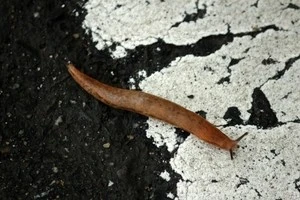 道路を這っているナメクジの写真
