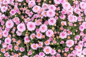 ピンク色の菊の写真