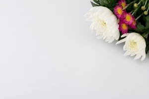 菊の花の写真
