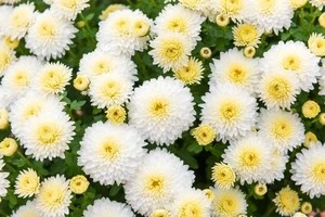 沢山の菊の花の写真