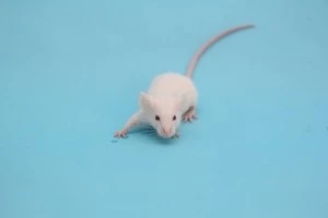 ねずみの超音波駆除の効果とは メリットやデメリットなどを詳しくご紹介します Eparkくらしのレスキュー ねずみの超音波駆除の効果とは メリットやデメリットなどを詳しくご紹介します Eparkくらしのレスキュー