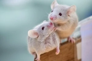 ネズミが出る家の特徴とは 家にネズミが出ないようにする予防法についてもご紹介 Eparkくらしのレスキュー ネズミが出る家の特徴とは 家にネズミが出ないようにする予防法についてもご紹介 Eparkくらしのレスキュー