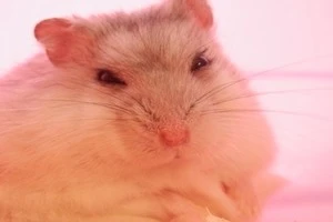 ペットが亡くなったとき ハムスターの火葬方法についてご紹介します Eparkくらしのレスキュー ペットが亡くなったとき ハムスターの火葬方法についてご紹介します Eparkくらしのレスキュー