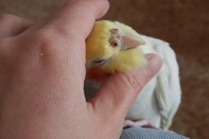 インコを撫でている写真