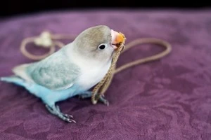 紐を加えているインコの写真