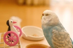 おもちゃの前に立つインコの写真
