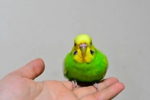 手にとまるインコの写真
