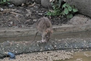 餌を探すドブネズミの写真