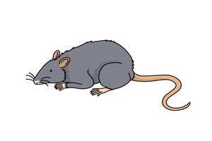 ドブネズミの絵