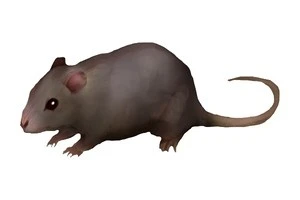 ドブネズミの絵