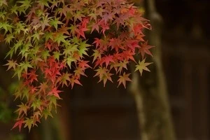 紅葉しているもみじの写真
