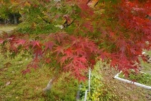 紅葉しているもみじの写真