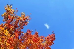 赤く紅葉したもみじの写真