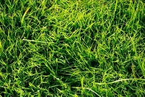 メンテナンスされた芝生の写真