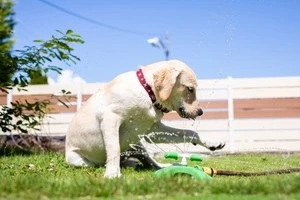 芝の上に座る犬の写真