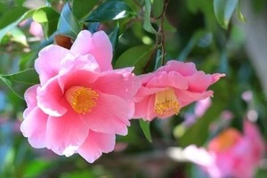 害虫対策も 椿の剪定時期や方法についてご紹介します Eparkくらしのレスキュー 害虫対策も 椿の剪定時期や方法についてご紹介します Eparkくらしのレスキュー