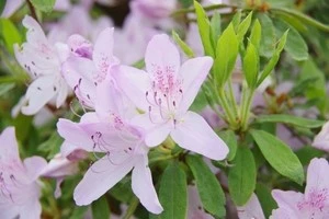 時期やお手入れ方法など ツツジの剪定についてご紹介します Eparkくらしのレスキュー 時期やお手入れ方法など ツツジの剪定についてご紹介します Eparkくらしのレスキュー