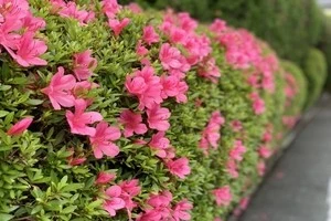 時期やお手入れ方法など ツツジの剪定についてご紹介します Eparkくらしのレスキュー 時期やお手入れ方法など ツツジの剪定についてご紹介します Eparkくらしのレスキュー