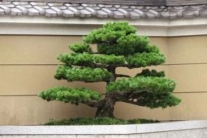 時期やお手入れ方法など 松の剪定についてご紹介します Eparkくらしのレスキュー 時期やお手入れ方法など 松の剪定についてご紹介します Eparkくらしのレスキュー