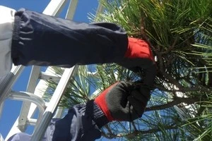 時期やお手入れ方法など 松の剪定についてご紹介します Eparkくらしのレスキュー 時期やお手入れ方法など 松の剪定についてご紹介します Eparkくらしのレスキュー