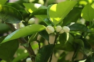 時期やお手入れ方法など ゆずの木の剪定についてご紹介します Eparkくらしのレスキュー 時期やお手入れ方法など ゆずの木の剪定についてご紹介します Eparkくらしのレスキュー