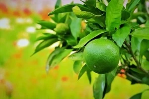 時期やお手入れ方法など ゆずの木の剪定についてご紹介します Eparkくらしのレスキュー 時期やお手入れ方法など ゆずの木の剪定についてご紹介します Eparkくらしのレスキュー