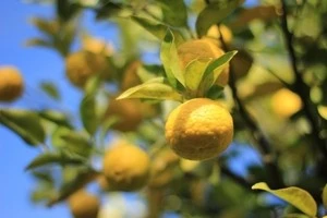 時期やお手入れ方法など ゆずの木の剪定についてご紹介します Eparkくらしのレスキュー 時期やお手入れ方法など ゆずの木の剪定についてご紹介します Eparkくらしのレスキュー