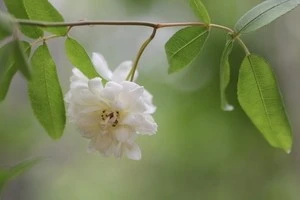 時期やお手入れ方法など モッコウバラの剪定についてご紹介します Eparkくらしのレスキュー 時期やお手入れ方法など モッコウバラの剪定についてご紹介します Eparkくらしのレスキュー