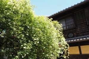 時期やお手入れ方法など モッコウバラの剪定についてご紹介します Eparkくらしのレスキュー 時期やお手入れ方法など モッコウバラの剪定についてご紹介します Eparkくらしのレスキュー